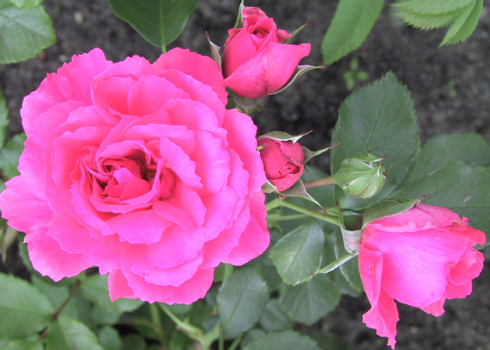 Strauchrose Rose de Resht.jpg